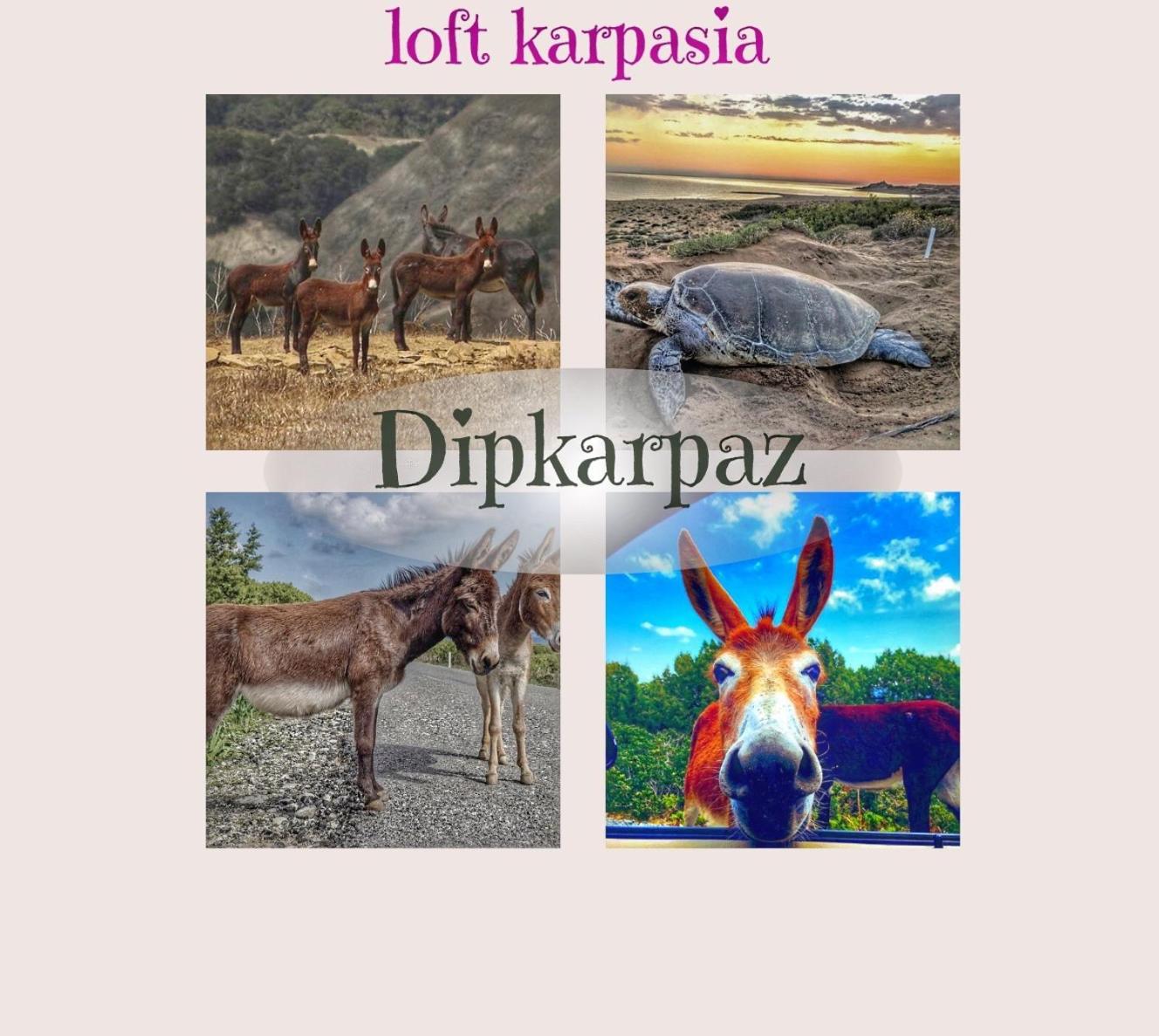 Loft Karpasia *